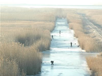 Fotografii Delta Dunarii, foto Delta Dunarii, pictures Danube Delta